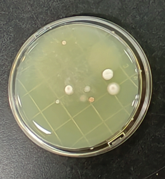 嬰配乳粉生產(chǎn)企業(yè)環(huán)境微生物監(jiān)測(cè)（一）——表面微生物采樣