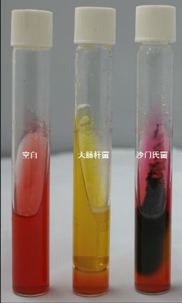 VRBA內(nèi)的紅色小菌落，有可能是沙門氏菌？
