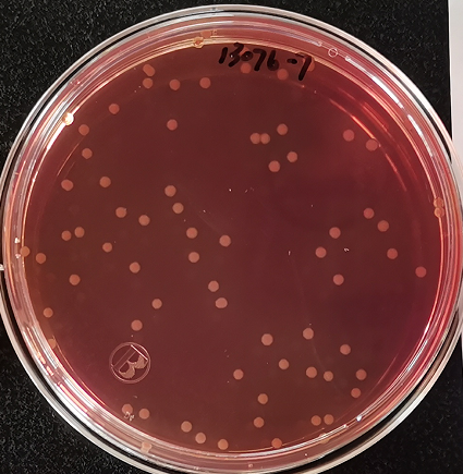 VRBA內(nèi)的紅色小菌落，有可能是沙門氏菌？
