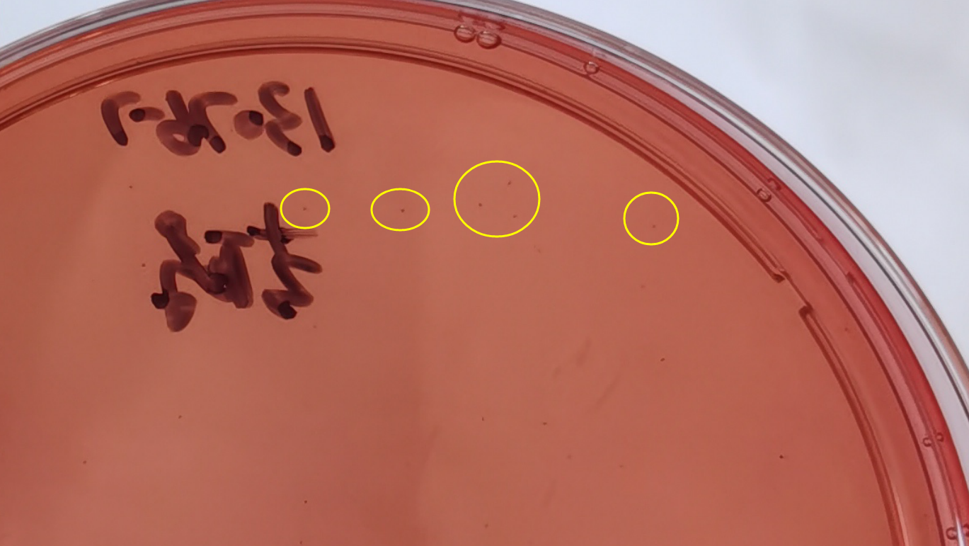VRBA內(nèi)的紅色小菌落，有可能是沙門氏菌？