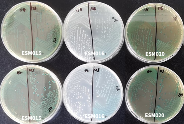 GB 4789.40-2024克羅諾桿菌檢驗標(biāo)準(zhǔn)變更解讀 GB 4789.40-2024克羅諾桿菌檢驗標(biāo)準(zhǔn)變更解讀