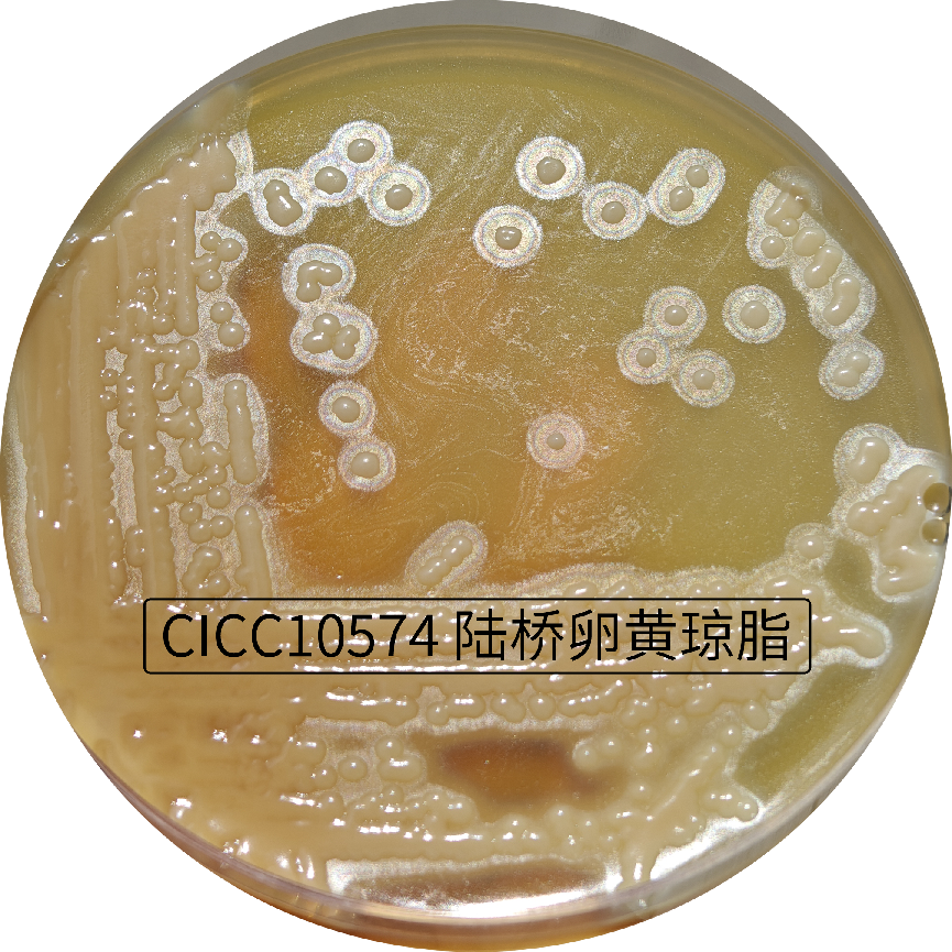 自帶“光環(huán)”的菌——唐菖蒲伯克霍爾德氏菌(下) 自帶“光環(huán)”的菌——唐菖蒲伯克霍爾德氏菌(下)