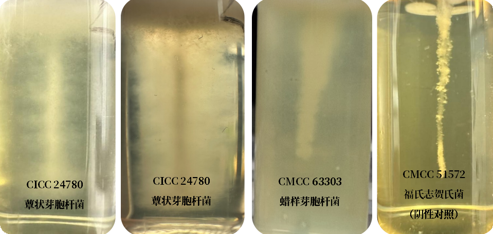 誰是芽胞桿菌中的“運(yùn)動(dòng)健將”？