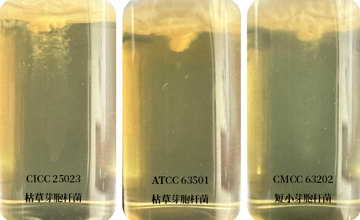 誰是芽胞桿菌中的“運(yùn)動(dòng)健將”？