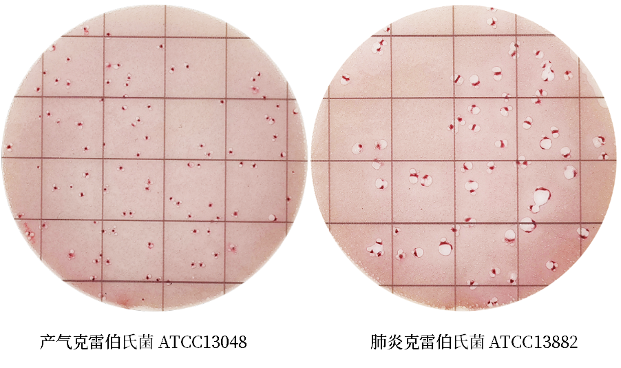 陸橋推出新大腸菌群測試片：符合GB4789.3-2025