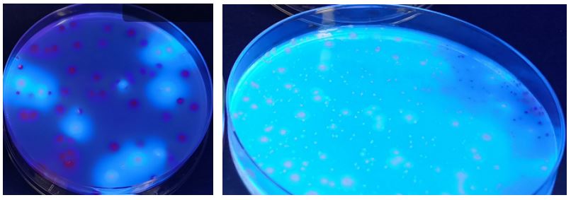 GB 4789.38－2025《食品安全國家標(biāo)準(zhǔn)　食品微生物學(xué)檢驗(yàn)　大腸埃希氏菌計(jì)數(shù)》解讀
