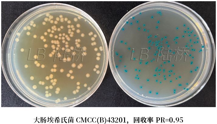 GB 4789.38－2025《食品安全國家標(biāo)準(zhǔn)　食品微生物學(xué)檢驗(yàn)　大腸埃希氏菌計(jì)數(shù)》解讀