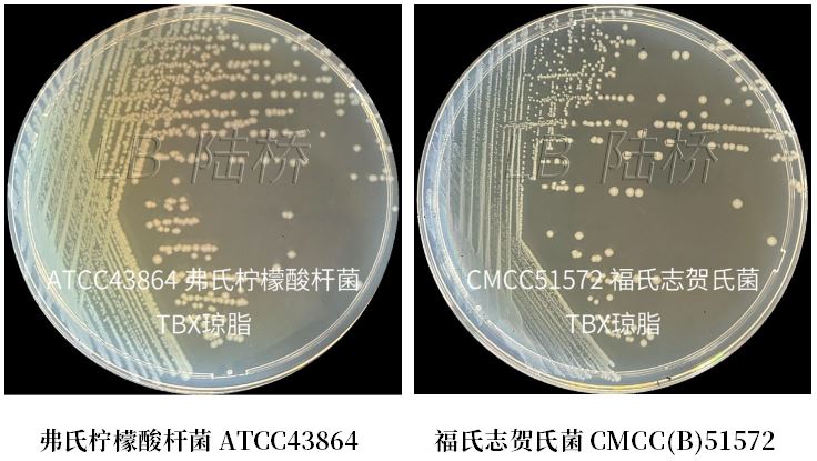 GB 4789.38－2025《食品安全國家標(biāo)準(zhǔn)　食品微生物學(xué)檢驗(yàn)　大腸埃希氏菌計(jì)數(shù)》解讀