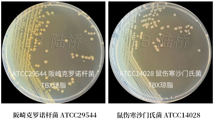 GB 4789.38－2025《食品安全國家標(biāo)準(zhǔn)　食品微生物學(xué)檢驗(yàn)　大腸埃希氏菌計(jì)數(shù)》解讀