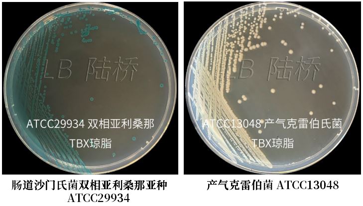 GB 4789.38－2025《食品安全國家標(biāo)準(zhǔn)　食品微生物學(xué)檢驗(yàn)　大腸埃希氏菌計(jì)數(shù)》解讀