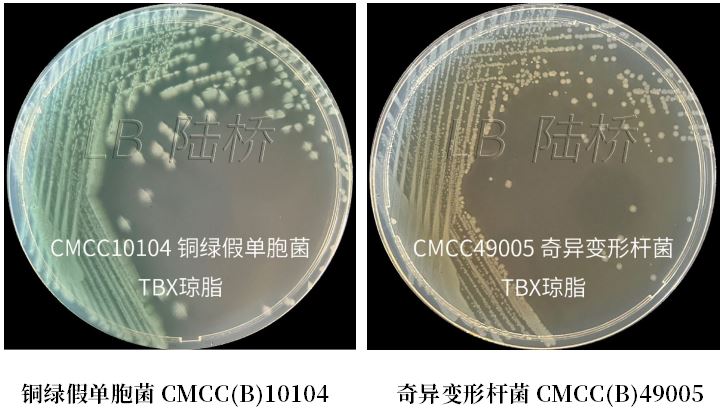 GB 4789.38－2025《食品安全國家標(biāo)準(zhǔn)　食品微生物學(xué)檢驗(yàn)　大腸埃希氏菌計(jì)數(shù)》解讀