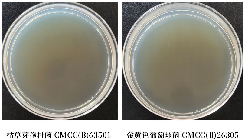 GB 4789.38－2025《食品安全國家標(biāo)準(zhǔn)　食品微生物學(xué)檢驗(yàn)　大腸埃希氏菌計(jì)數(shù)》解讀