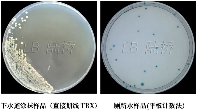 GB 4789.38－2025《食品安全國家標(biāo)準(zhǔn)　食品微生物學(xué)檢驗(yàn)　大腸埃希氏菌計(jì)數(shù)》解讀