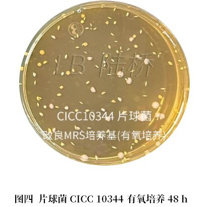 乳酸菌檢驗(yàn)新角色——片球菌屬與魏茨曼氏菌屬