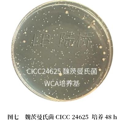 乳酸菌檢驗(yàn)新角色——片球菌屬與魏茨曼氏菌屬