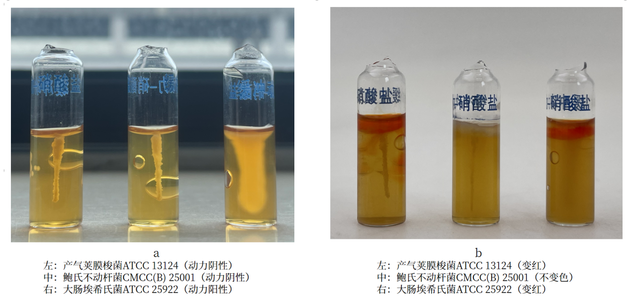 細(xì)菌生化實驗之硝酸鹽還原實驗解析